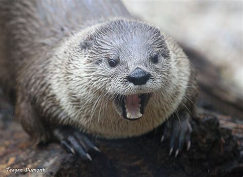 Otter Is Shocked, Shocked, I Tell You! — The Daily Otter