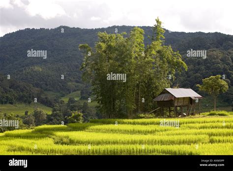 El Cultivo De Arroz En Las Plantaciones Asia Paisaje De Campos De