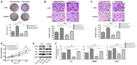 Mir P Suppresses The Proliferation And Metastasis Of Gastric