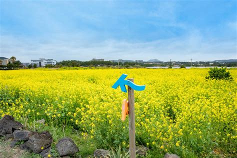 제주 아름다움이 느껴지는 꽃밭 제주광치기해변 유채꽃밭 오호라제주 로케이션 제주