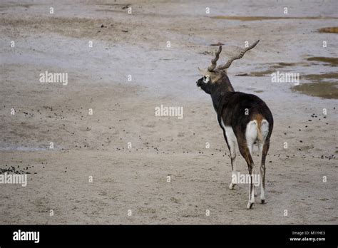 Blackbuck Antelope At The Zoo Stock Photo Alamy