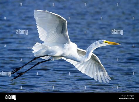 A Great White Egret Takes Flight In The Florida Everglades Stock Photo