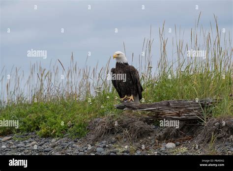 Bald Eagle, Alaska Stock Photo - Alamy