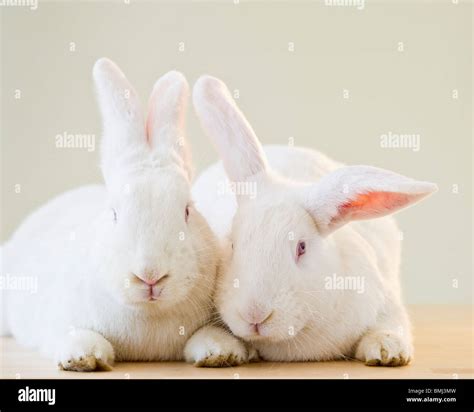 Two White Rabbits Stock Photo Alamy