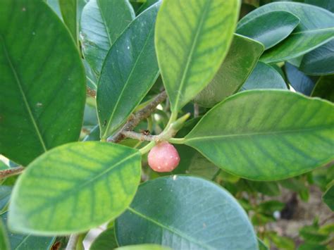 Cultivar Ficus Microcarpa Para Resultados Óptimos Guía De Consejos Y