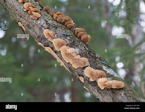 Yellowing Curtain Crust Fungus Stock Photo Alamy