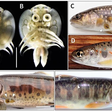 Distribution Of 31 Specimens Of Argulus Coregoni Closed Circles On