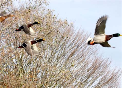 7 Nouveaux Cas De Grippe Aviaire Dans Les Landes Jumelles Et Optiques