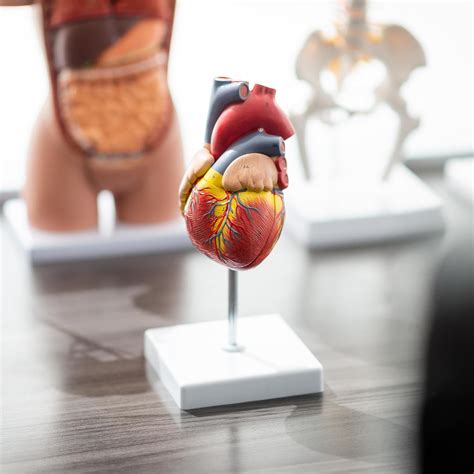 Monmed Human Heart Anatomy Model Life Size 2 Part Medical Heart Model