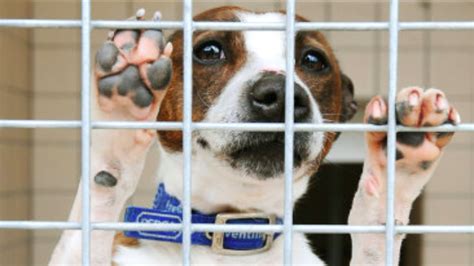 'Horrific' year for animal cruelty cases, RSPCA reports | ITV News Wales