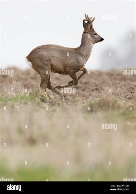 Roe Deer Capreolus Capreolus Running With Regrowing Antlers Stock