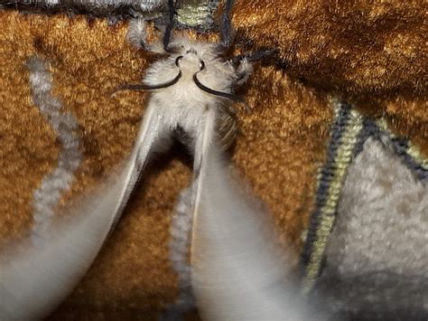 Spongy Moth from Цивильск Чувашская Респ Россия on July 9 2023 at