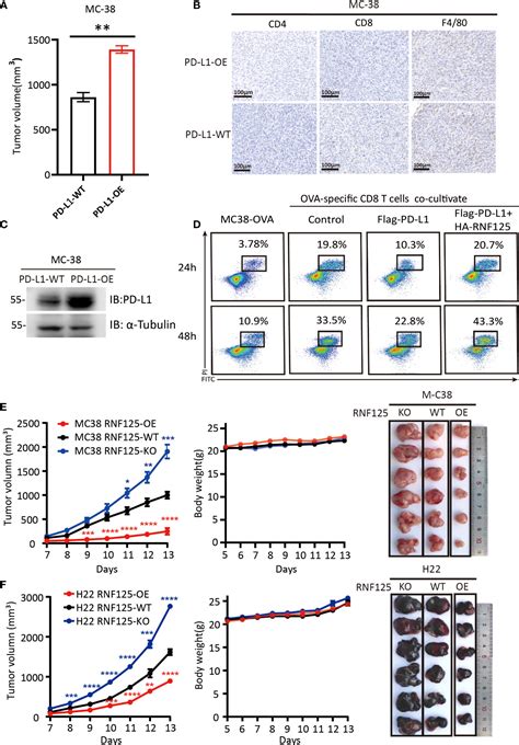 Frontiers Ubiquitin Ligase Rnf Targets Pd L For Ubiquitination