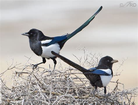 Black-billed Magpie Nesting Behavior – Feathered Photography