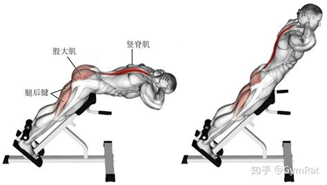 【背肌】健身经典动作 图解 知乎