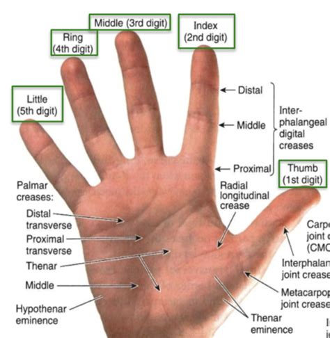 Wrist And Hand Flashcards Quizlet