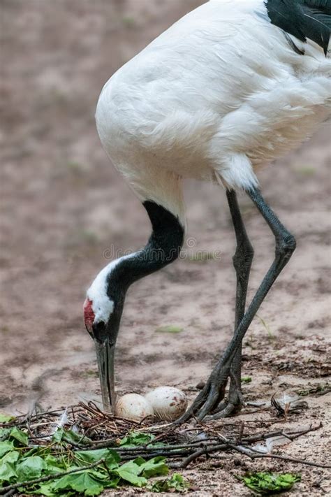 107 Red Crowned Crane Nest Stock Photos Free And Royalty Free Stock