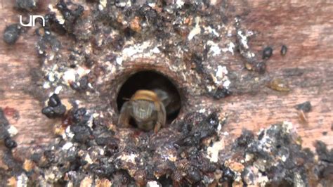 Generalidades de las abejas sin aguijón Universidad Nacional de