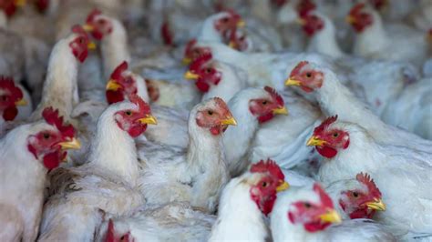 Gripe Aviar H5n2 Qué Es Síntomas Cómo Se Transmite A Qué Animales