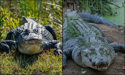 Jacar E Crocodilo Qual A Diferen A Entre Os Animais Folha Oce Nica