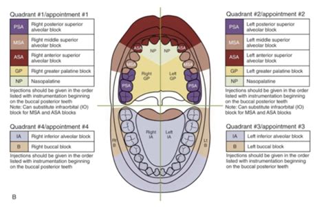 Dental Anatomy Quiz 1 (units 1 & 2) Flashcards | Quizlet