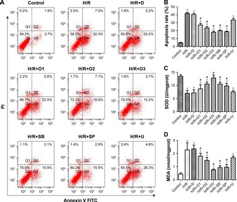 Ozoneop Protected Nrk 52e Cells Against Apoptosis And Oxidative Stress