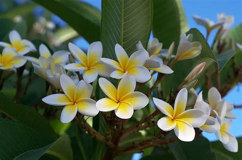 Plumeria Frangipani Hawaiian Lei Flower A To Z Flowers