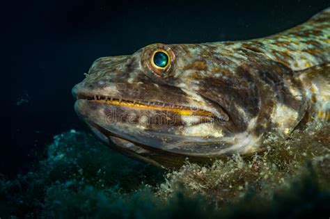 Underwater Life On The Reefs Around The Dutch Caribbean Island Of