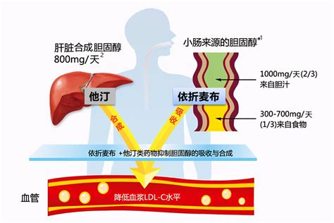 慢病界 吃“他汀”降胆固醇，降不到标准就加量？错了