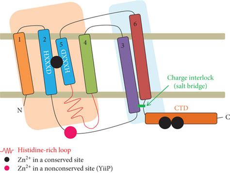 Overview Of ZnT A Topological Model Of ZnT TMDs Of ZnT Are Divided