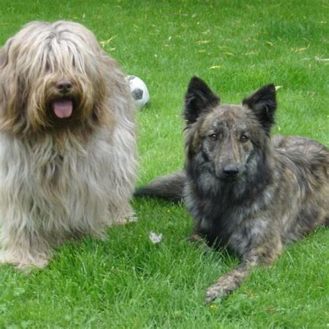 Chiots Berger Hollandais Poil Long Sarre Union Uncompagnon Fr