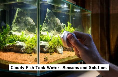 Why Is Your Fish Tank Water Cloudy? Discover Causes and Fixes - Living ...