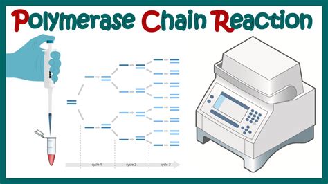 Polymerase Chain Reaction Pcr What Are The 3 Main Steps In A Pcr