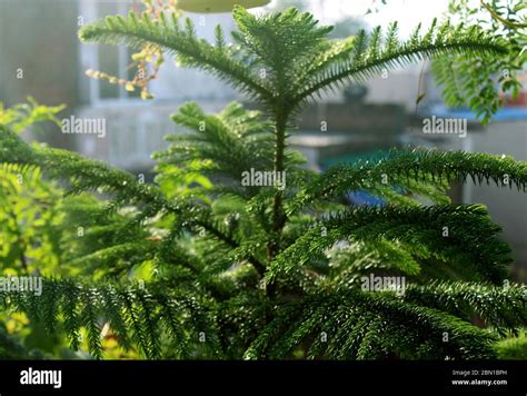 Christmas Tree Araucaria Heterophylla Norfolk Island Pine Implies