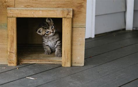 Construire Maison Exterieur Pour Chat Ventana Blog