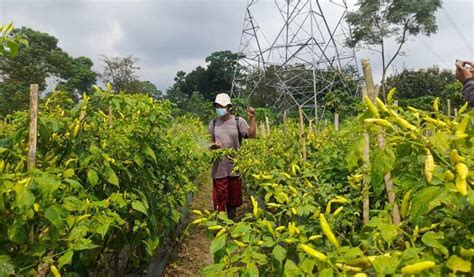 Petani Musuk Boyolali Sambat Panen Cabai Merosot Ini Penyebabnya