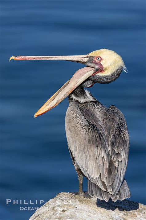 Pelican Glottis Exposure Photograph Pelecanus Occidentalis La Jolla