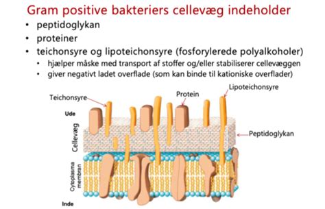 Den Mikrobielle Celle Flashcards Quizlet