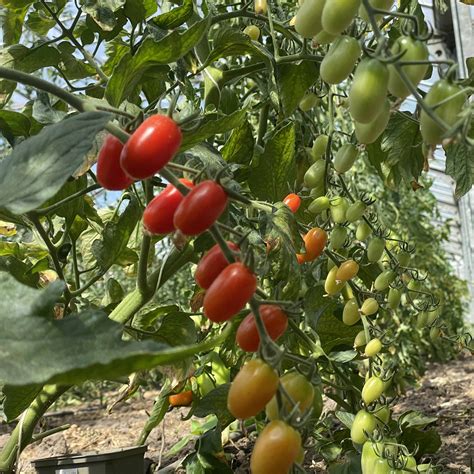 Saatgut Samen Von Der Tomate Ambrosia