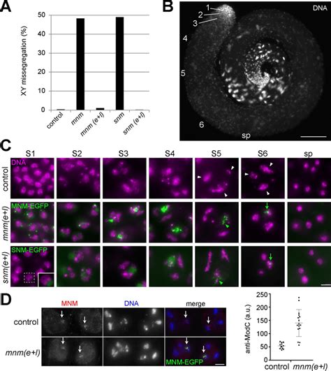 Function And Expression Of Mnm Egfp And Snm Egfp In Testis A