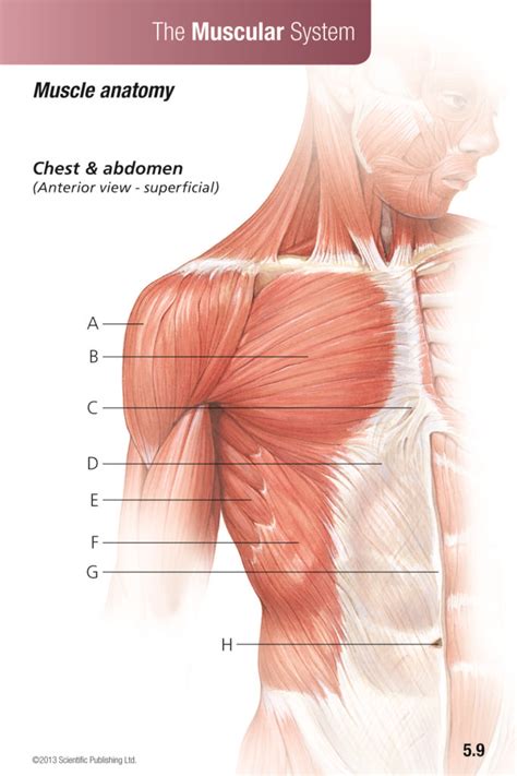 Anatomy And Physiology Flash Cards Scientific Publishing