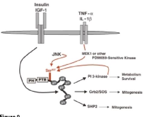 Figure 9 From Insulin IGF 1 And TNF Alpha Stimulate Phosphorylation Of