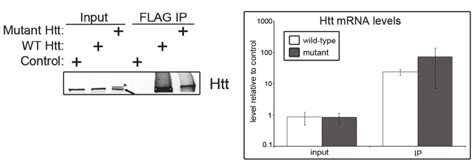 Mutant Htt Associates With More Of Its Own Mrna Than Wild Type In Mouse Download Scientific