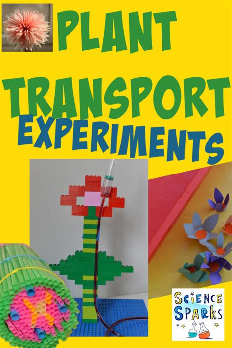 Water Transportation In Plants Experiment Year Transport