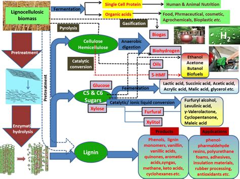 Schematic Representation Of The Production Of Various Value Added