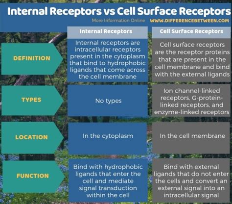 Difference Between Internal Receptors and Cell Surface Receptors ...