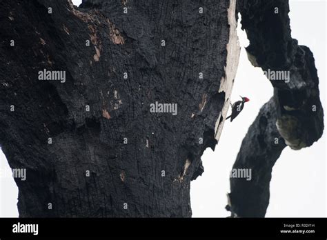 A Crimson Crested Woodpecker Campephilus Melanoleucos Climbing A