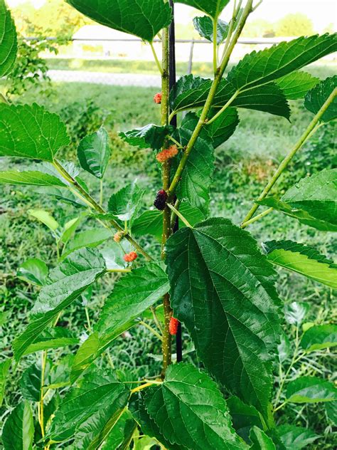 Travel Routes to Mulberry Tree Farm in South Kesteven 23