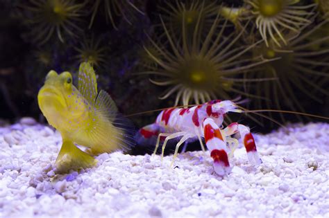 Goby and Pistol Pair - Shrimp - Nano-Reef Community