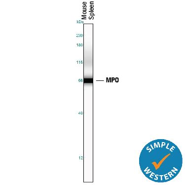 Human Mouse Myeloperoxidase MPO Antibody AF3667 Bio Techne